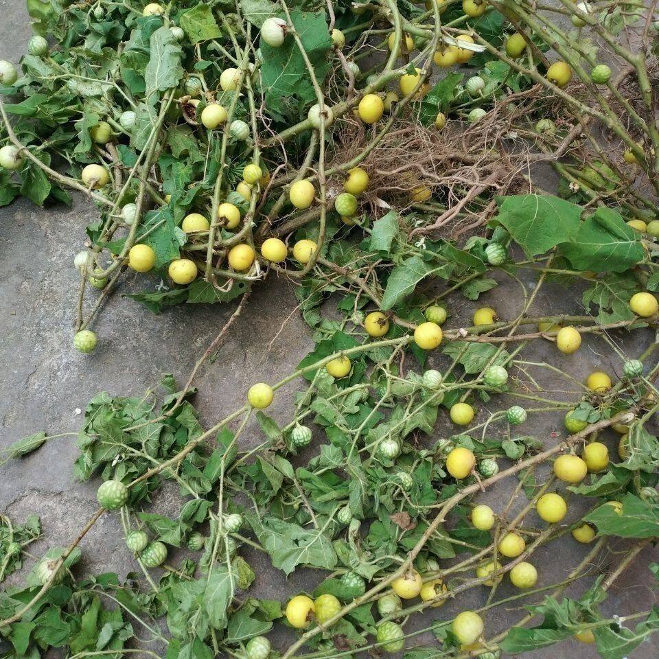 现采新鲜刺天茄 黄果茄根刺颠茄牙痛果野茄果牙疼果大颠茄全草