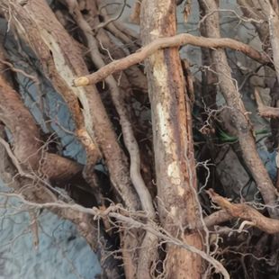 野杨梅树根 中药材山杨梅根 毛杨梅树根 纯根 新鲜整节现挖先发