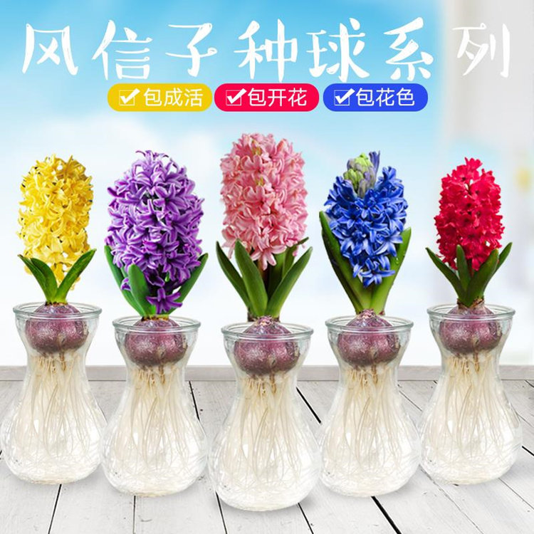 风信子 时样锦 西洋水仙 五色水仙花卉百科图片 培育种植 饲养繁殖 Sbike