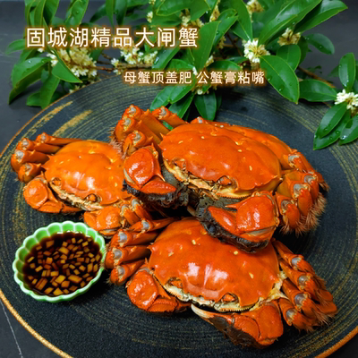 固城湖生态大闸蟹现捕当天发顺丰