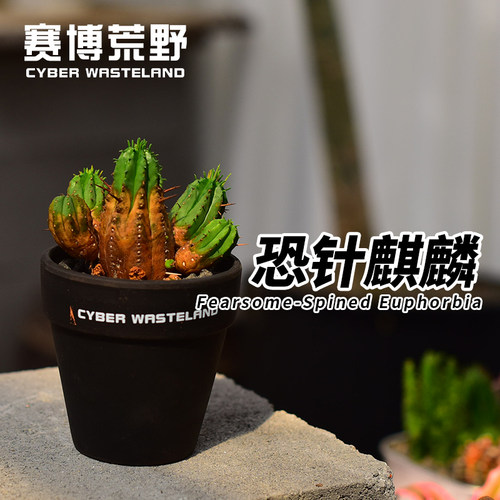 【赛博荒野】恐针麒麟-火麒麟趣味稀有桌面植物｜成品带盆栽好