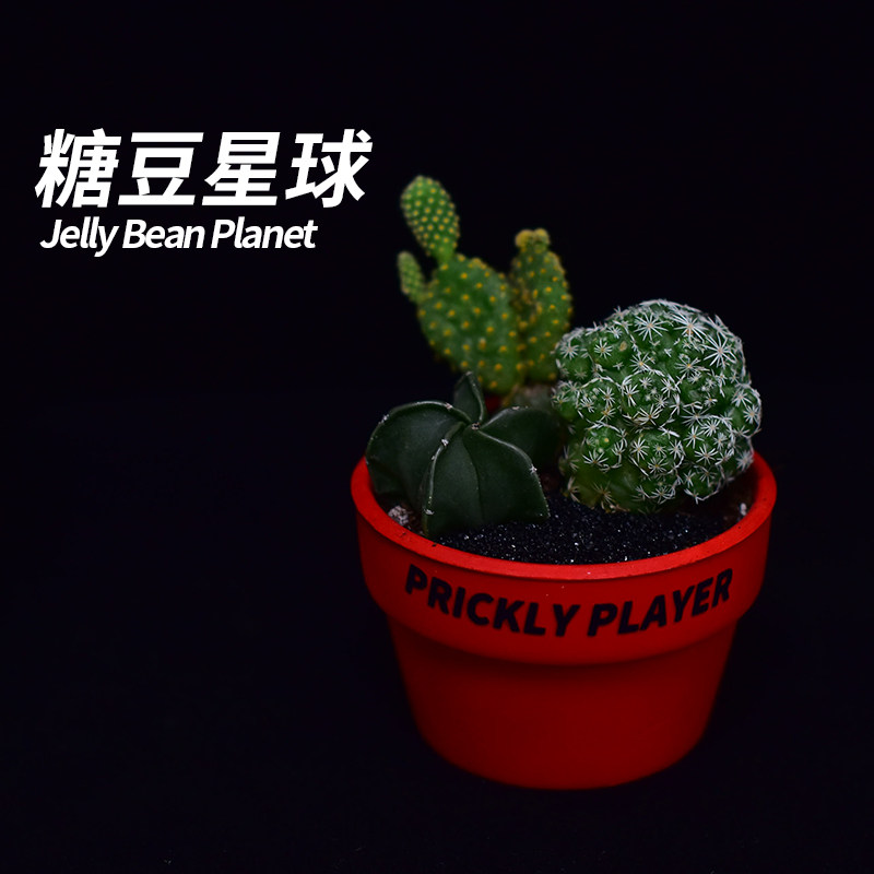 【刺头玩家-糖豆星球】仙人球组多肉植物