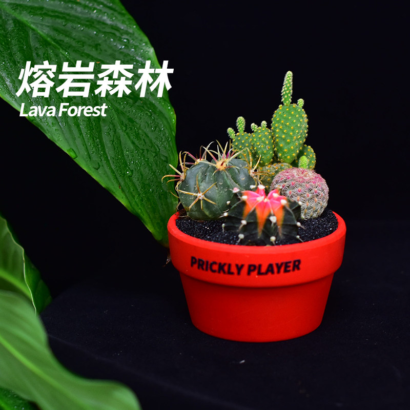 【刺头玩家-熔岩森林】仙人球多多肉植物