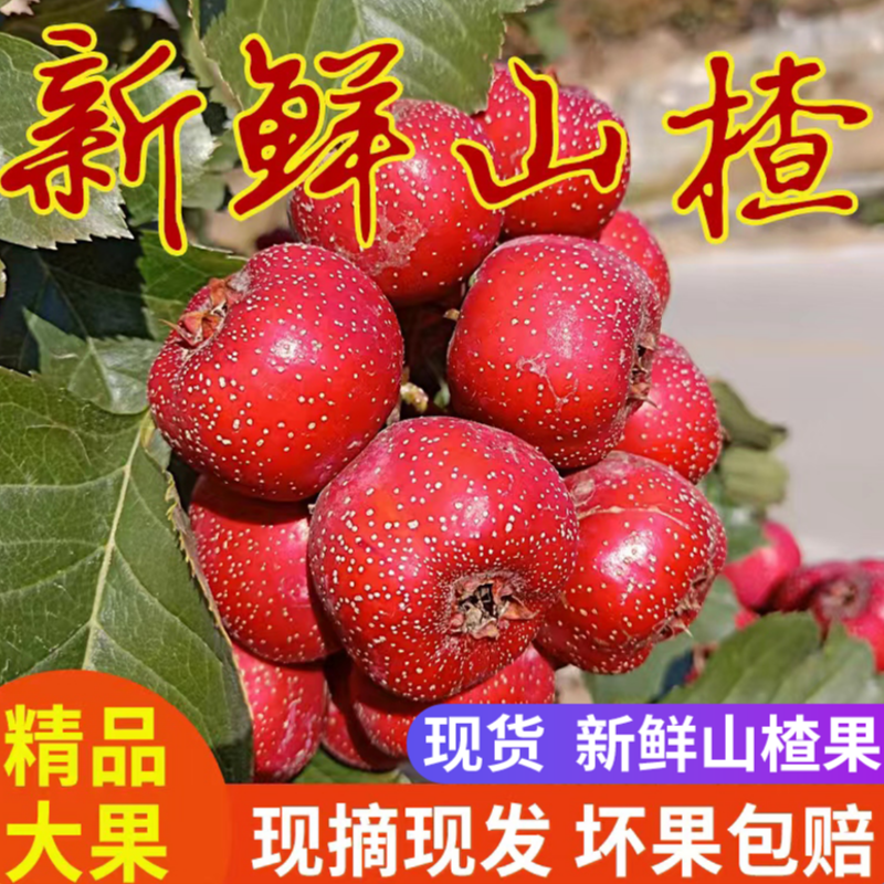 新鲜山楂果5斤山楂新鲜山楂果水果山里红铁山楂冰糖葫芦山楂包邮,水产肉类/新鲜蔬果/熟食,山楂/红果,淘宝优惠券,粉丝福利购,淘宝优惠卷