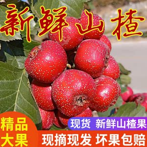 新鲜山楂果酸甜爽口冰糖葫芦