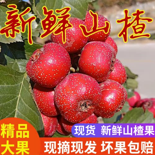新鲜山楂果5斤山楂新鲜山楂果水果山里红铁山楂冰糖葫芦山楂包邮-封面
