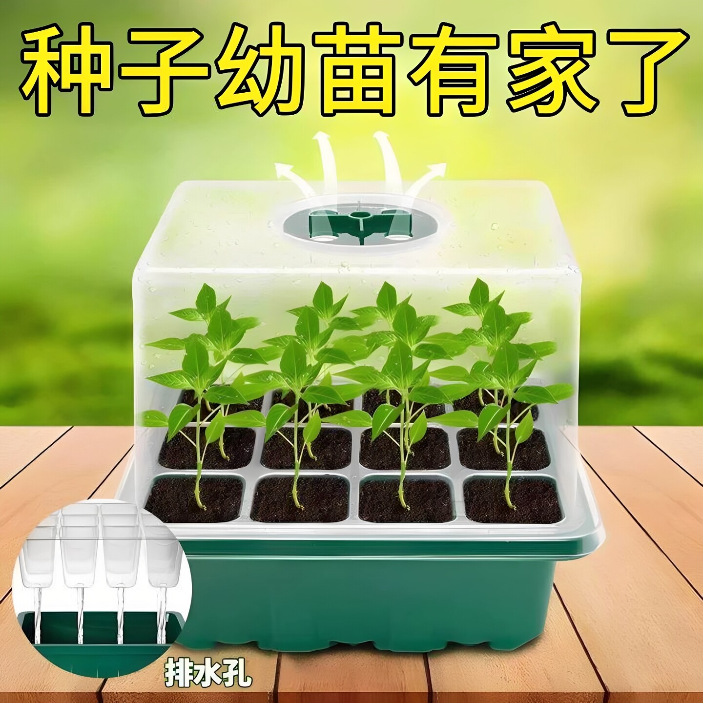 多肉叶插育苗盆三件套培养播种盒保湿温育苗盘12孔塑料育苗盒盖