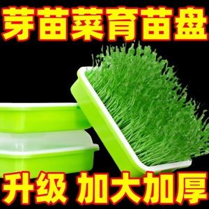 小麦芽苗菜育苗盘阳台种菜盆水培蔬菜豆芽蒜苗种植托盘种子网格
