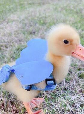 柯尔鸭牵引绳小鸭子遛鸭子绳小鸡溜鹅遛鸡绳专用外出养小鸭子用品