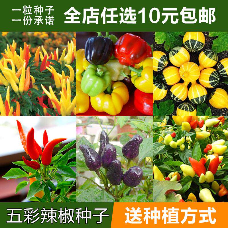 朝天椒种籽南方种四季超辣高产 阳台盆栽 庭院种植彩色小辣椒种孑|ruв категории доставка цветов/цветок моделирования/растения садоводства, цветок/овощи и фрукты/газон семян (новая), домашнее садоводство семян - от Buy2taobao.com для оказания профессиональной услуги покупки агента Taobao