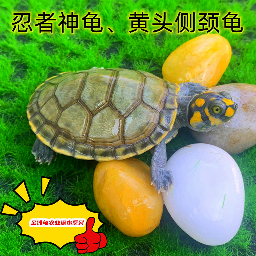 黄头忍者神龟深水龟鱼缸清道夫