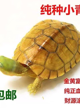 安徽皖南小青皖南小青龟龟乌龟活物南石金钱龟苗三黄活体三黄小青