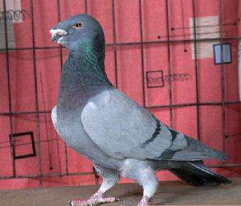 观赏鸽 蛇头 鸽子 头型鸽子 黄杠蛇头 紫杠蛇头 观赏鸽子 鸽子活