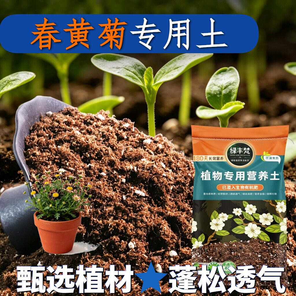 春黄菊专用营养土天然原料盆景种植土精选增色试用装球根杂质较少