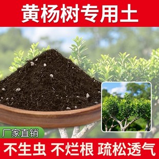 黄杨树专用土养花种菜土花草黄杨树专用营养土发酵盆栽土壤有机肥