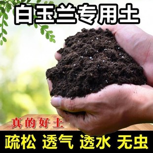 白兰花土白玉兰专用土阳台盆栽营养土酸性沙质土壤绿植种植土肥料