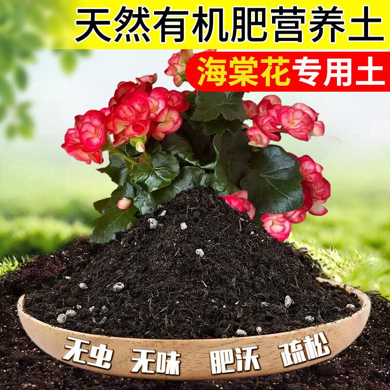 秋海棠专用土种植盆栽鳟鱼乌头杂营养土竹节阳台室内蟆叶泥炭土壤