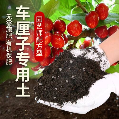 车厘子专用土肥料泥土天然种植家庭盆栽车厘子阳台种树营养土通用