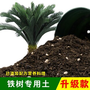 铁树专用土透气种植土壤种花泥土铁树营养土家用盆栽有机肥料土壤