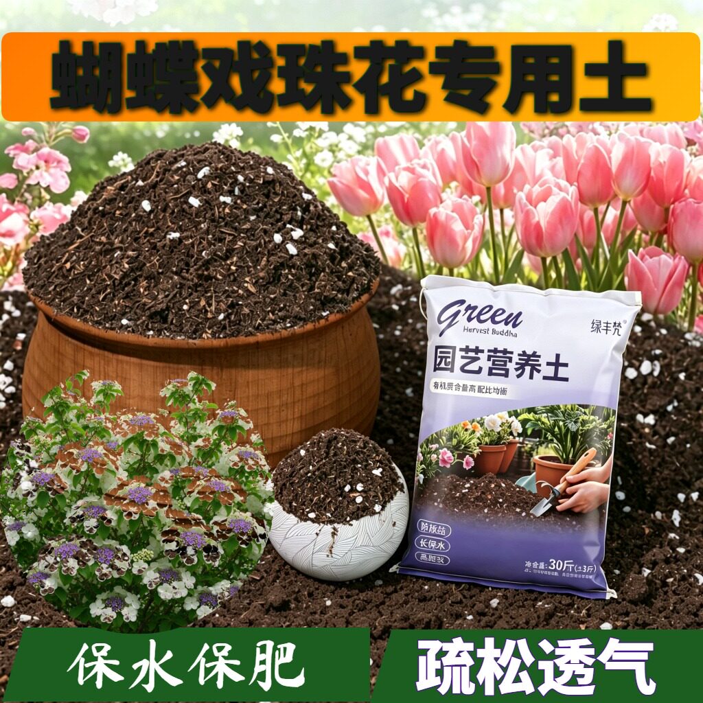 蝴蝶戏珠花适用腐叶土根壮苗好菜园加有机肥优质绿叶木本盆栽阳台