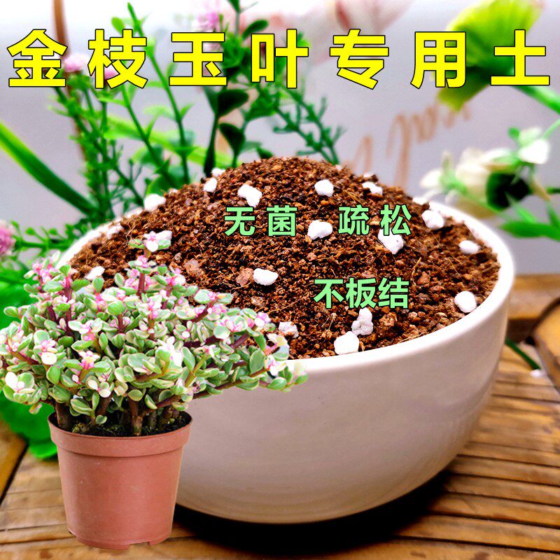 金枝玉叶专用土盆景土养花土根壮苗好加珍珠岩家庭园艺室内加牛粪