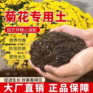 菊花专用土肥料绿植菊花营养土蓬松园艺花盆泥土家庭天然育苗花土