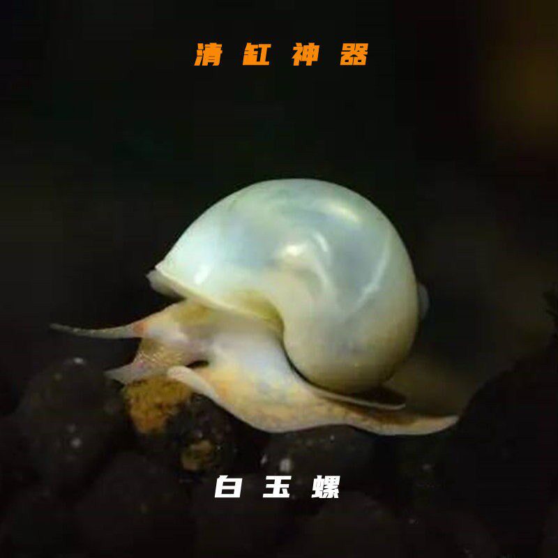 黄金螺福寿螺白玉螺紫纹螺清缸螺鱼缸观赏螺观赏虾吃鱼屎吃屎螺