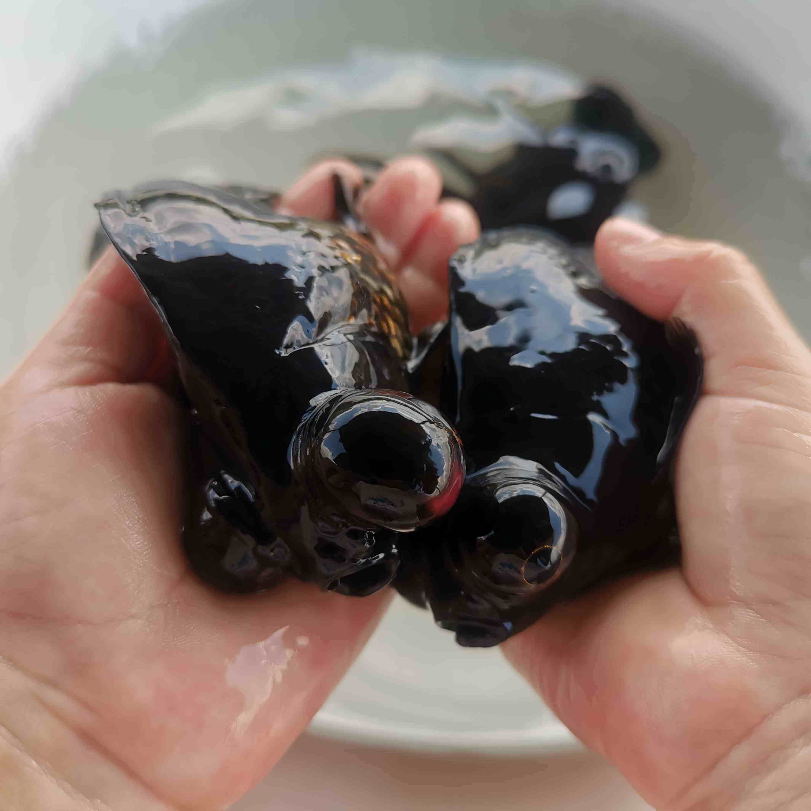 红龙睛红白黑龙睛花龙睛淡水活体动物金鱼龙凤吉祥观赏鱼大眼渔场