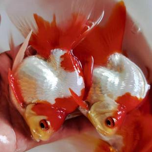红鎏金红白镏金琉金金鱼鱼苗淡水活体宠物观赏鱼冷水包邮包活