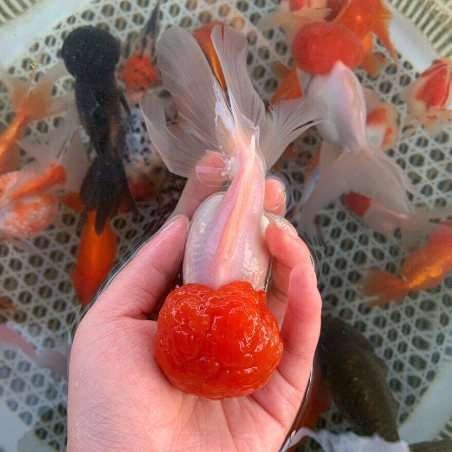 国粹鹤顶红鱼苗丹顶红红头鸿运当头淡水鱼金鱼观赏鱼招财冷水活体