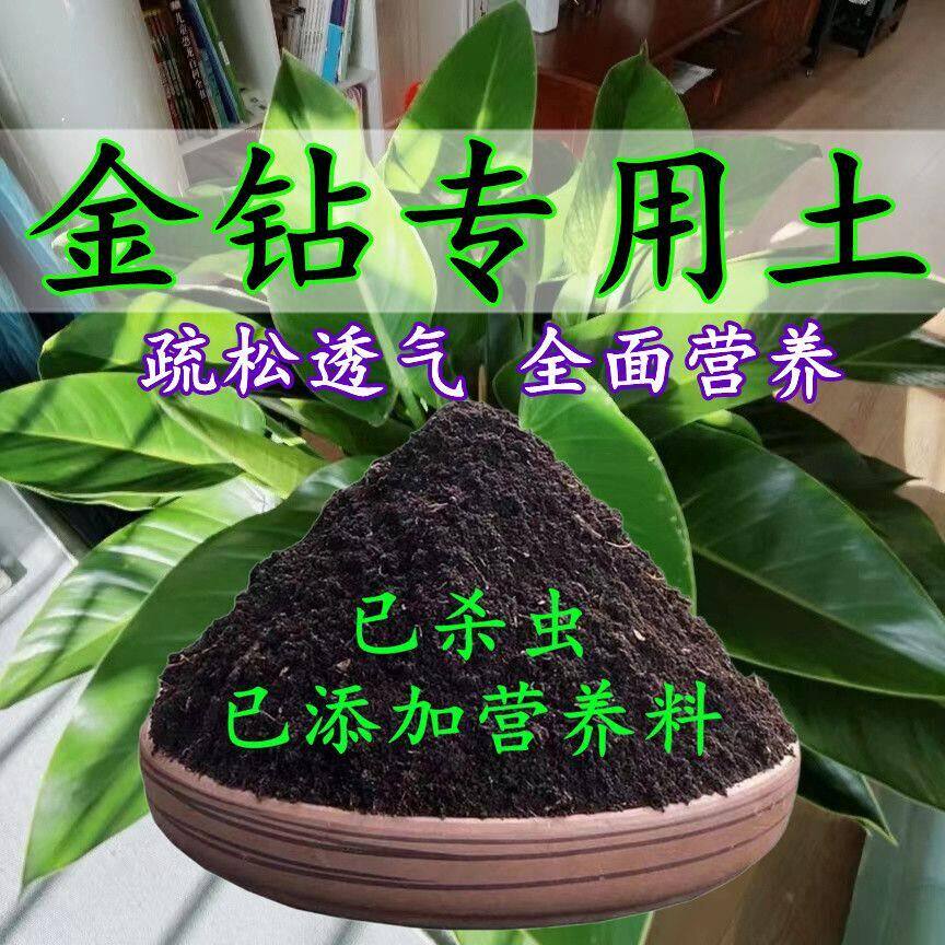 大叶金钻专用土大美钻专用营养土绿公主盆栽种植土酸性花土有机肥