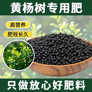 黄杨树专用肥氮磷钾肥高钾肥植物缓释肥不烧苗植物营黄杨专用肥料