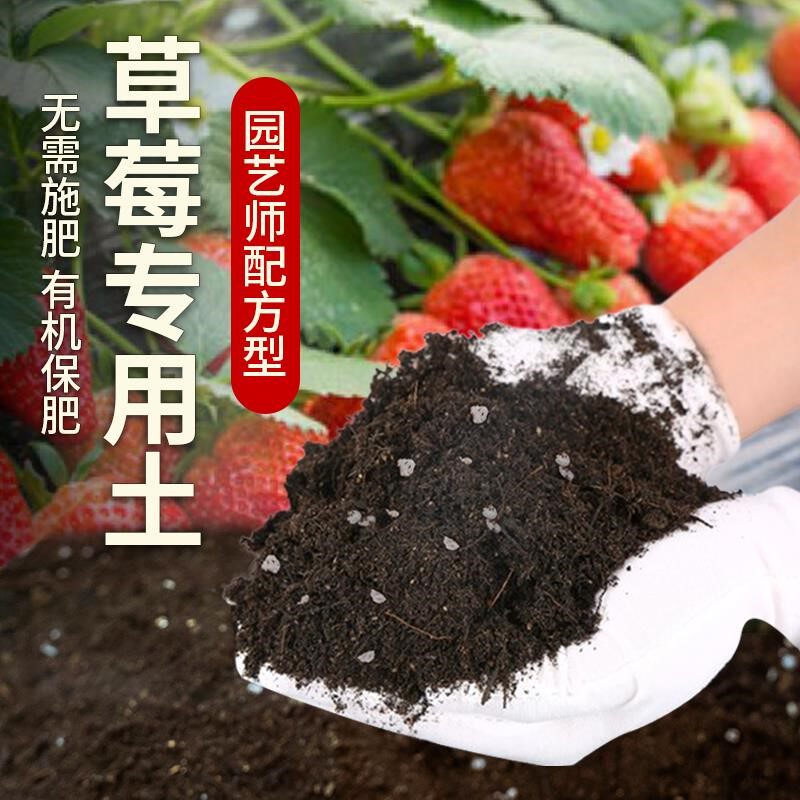 草莓专用土果苗泥土营养土草莓专用肥料水果透气室内土壤蔬果黑土