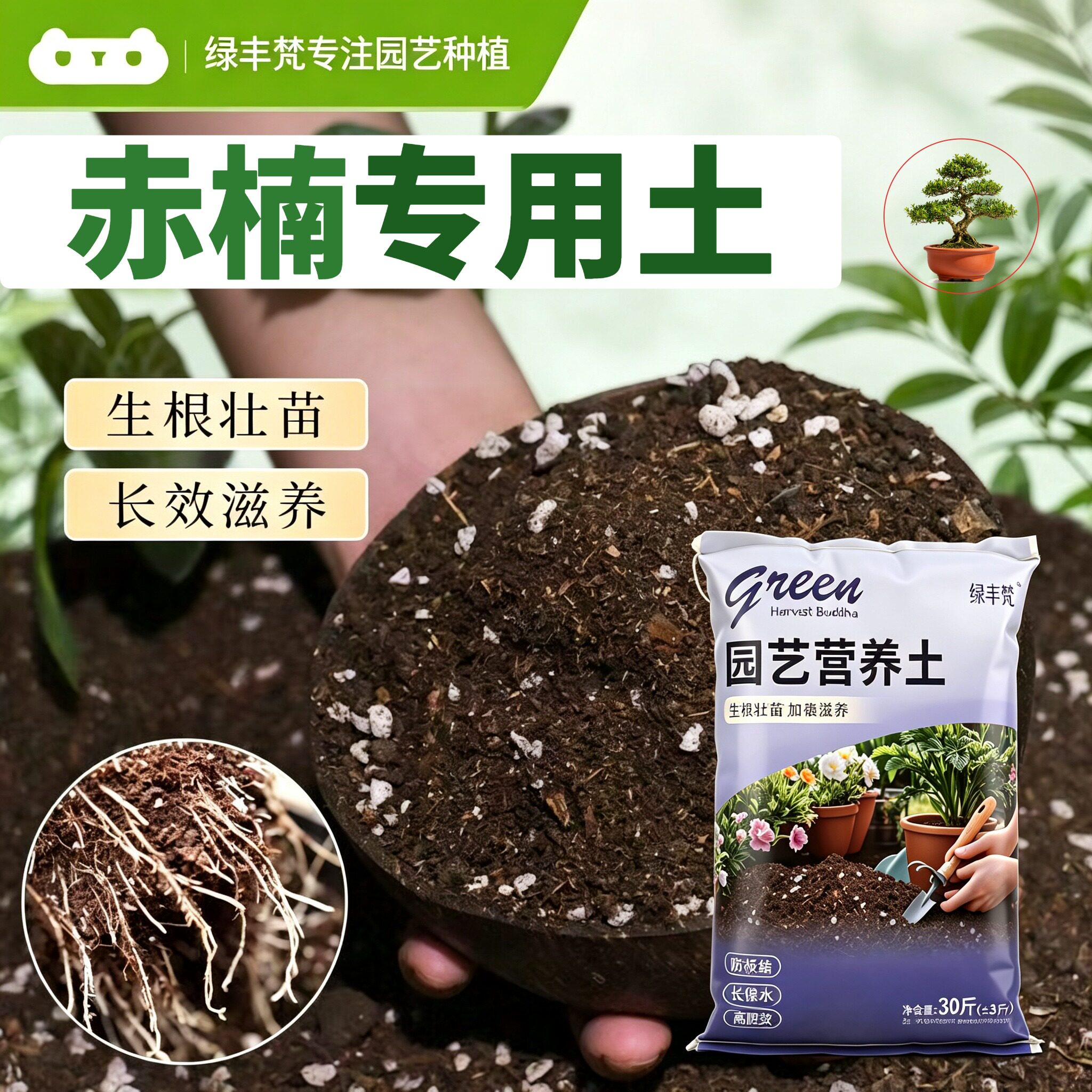 赤楠适用进口泥炭土疏松透气室内加深生根粉优质促生长喜酸盆栽
