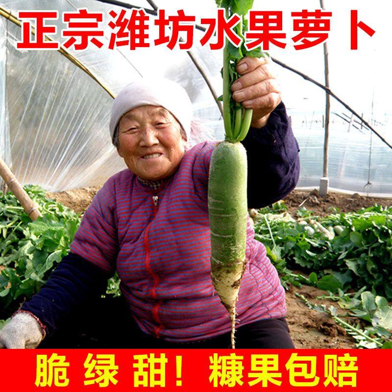 水果萝卜甜脆水果型潍坊萝卜正宗新鲜生吃青凤梨潍县冰淇淋萝卜,水产肉类/新鲜蔬果/熟食,萝卜/胡萝卜,淘宝优惠券,粉丝福利购,淘宝优惠卷