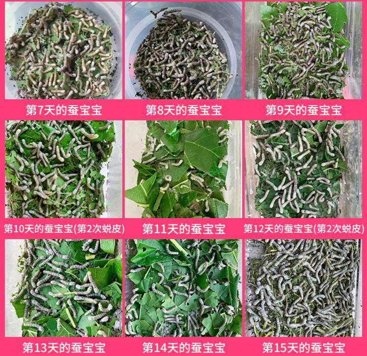 蚕宝宝卵包邮蚕宝宝蚕种春蚕卵蚕蚕籽送孵化盒送鹅毛新鲜桑叶