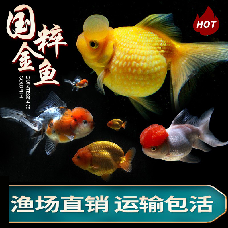 观赏鱼小型淡水好养小金鱼观赏鱼活鱼一眉道人观赏鱼热带鱼锦鲤鱼