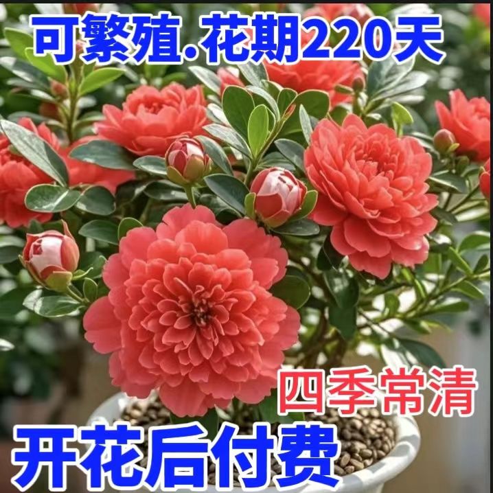 【活动】耐寒浓香懒人好养重瓣大花四季开花国风雅韵青杨花卉绿植