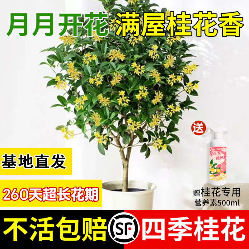 桂花树苗盆栽金桂四季桂花卉庭院阳台绿植嫁接沉香桂浓香丹桂植物