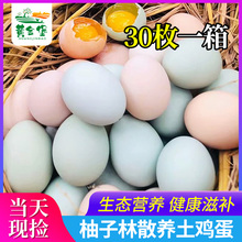 林下散养纯粮喂养新鲜土鸡蛋乌鸡蛋绿壳蛋初产蛋月子蛋宝宝辅食
