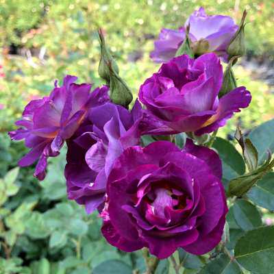 【蓝色狂想曲】灌木月季花苗藤本绿植玫瑰室内花卉盆栽观花植物