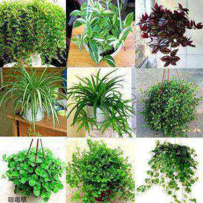 绿萝吊兰常春藤豆瓣绿垂盆草客厅室内垂吊绿植物盆栽花卉四季常青