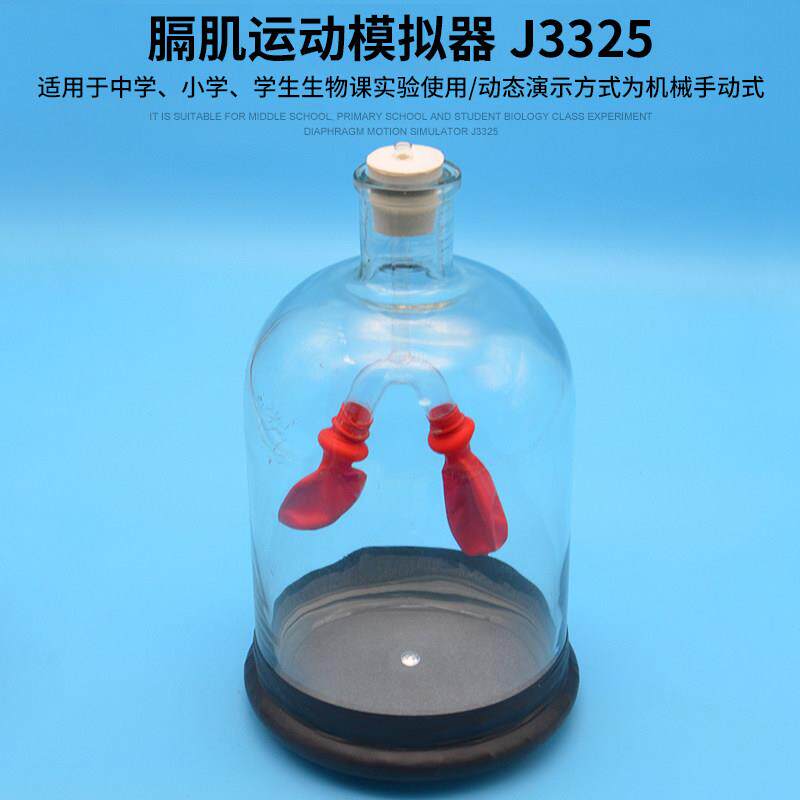 膈肌运动模拟器 j3325 中学生物实验器材模型 初中高中 教学仪器