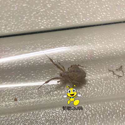 广东妩蛛科uloboridae ? 织网小蜘蛛 科普摄影