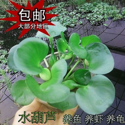 厂家水胡芦水草水葫芦植物水生四季包鱼缸内水生植物造景小型养鱼