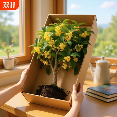 室内阳台庭院耐寒四季桂小苗