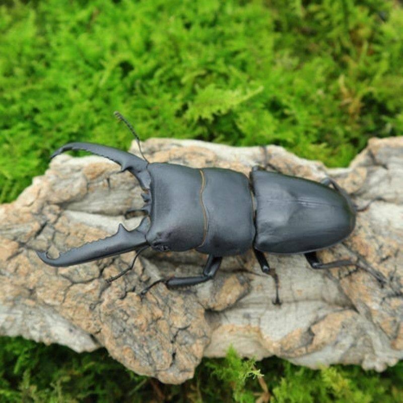 成虫野生甲虫宠物锹甲活物中大爬虫幼虫活宠中华扁锹