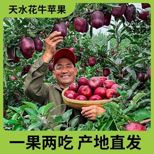 一果两吃 甘肃天水花牛苹果可刮泥粉面果水果4.5斤 马有铁