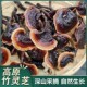 云南特产高原下山货竹灵芝 煲汤煮茶滋补营养 助农山货竹灵芝