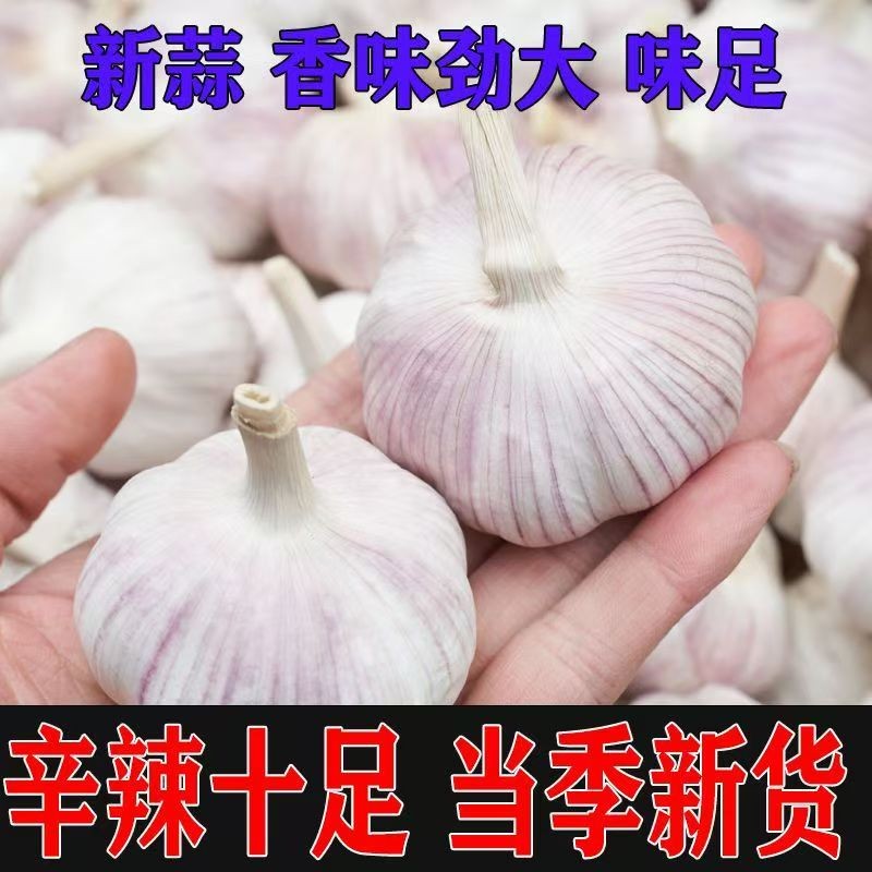 张总专属五单十单的拍农家自种紫白皮大蒜一单到手三头大蒜